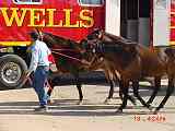 Wells Fargo horses boarding at Stony Mountain Ranch, April 13, 2007